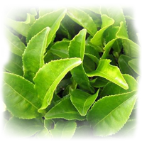 plant greentea