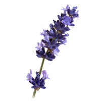 plant lavender